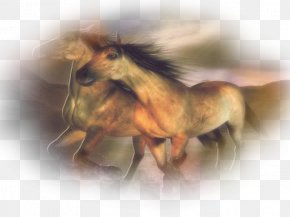 Mustang - Mane Mustang FreikÃ¶rperkultur Snout Wildlife PNG