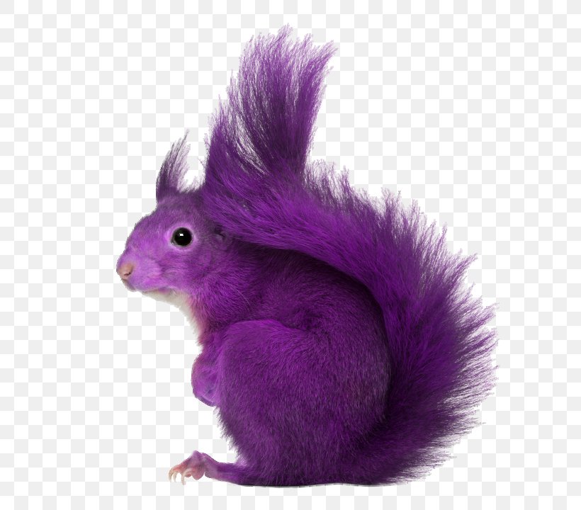 Purple Squirrel Recruitment Employment Sourcing, PNG, 640x720px, Squirrel, Acquihiring, Company, Domestic Rabbit, Education Download Free