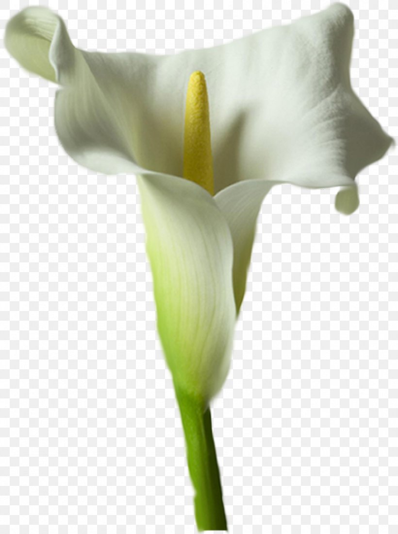 Arum Lilies Arum-lily Flower Lilium Calla, PNG, 895x1200px, Arum Lilies, Alismatales, Arum, Arum Family, Arumlily Download Free