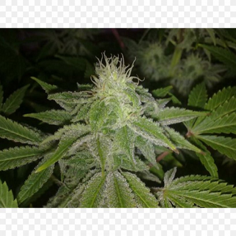 Criminal Jack Herer Seed Cannabis Plant, PNG, 900x900px, Criminal, Bud, Cannabis, Fruit, Hemp Download Free