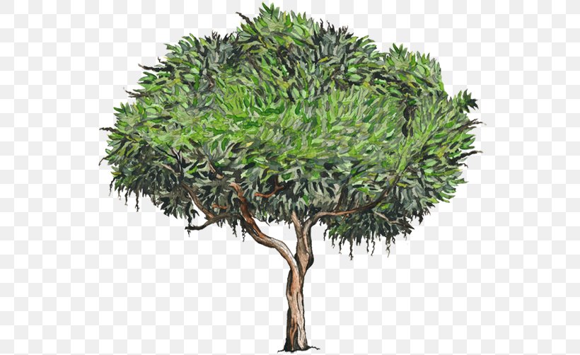 Quercus Suber Tree Plant Stock Photography White, PNG, 750x502px, Quercus Suber, Branch, Cutout Animation, Deciduous, Evergreen Download Free