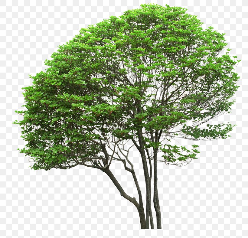 Tree Digital Image Clip Art, PNG, 800x787px, Tree, Biology, Branch, Digital Image, Flower Download Free