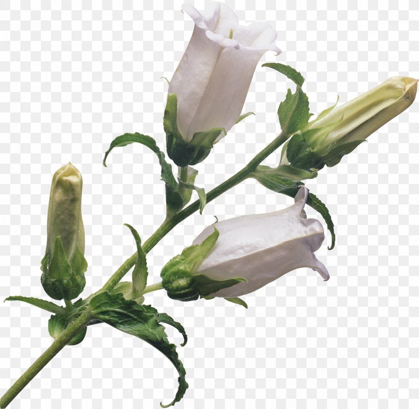 Flower Bouquet Plant Cut Flowers Bellflowers, PNG, 1200x1171px, Flower, Bellflowers, Bud, Cut Flowers, Flower Bouquet Download Free