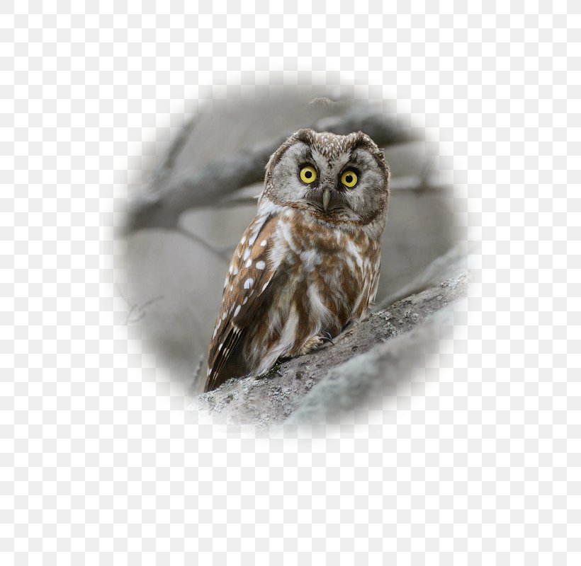 Great Grey Owl Close-up Beak, PNG, 600x800px, Great Grey Owl, Beak, Bird, Bird Of Prey, Closeup Download Free