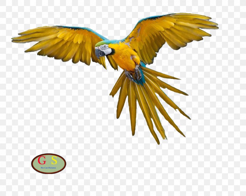 Parrot Bird Macaw Domestic Pigeon Flight, PNG, 1000x800px, Parrot, Beak, Bird, Bird Flight, Blueandyellow Macaw Download Free