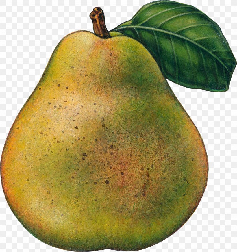 Pear Food Fruit, PNG, 2696x2868px, Pear, Apple, Food, Fruit, Fruit Tree Download Free