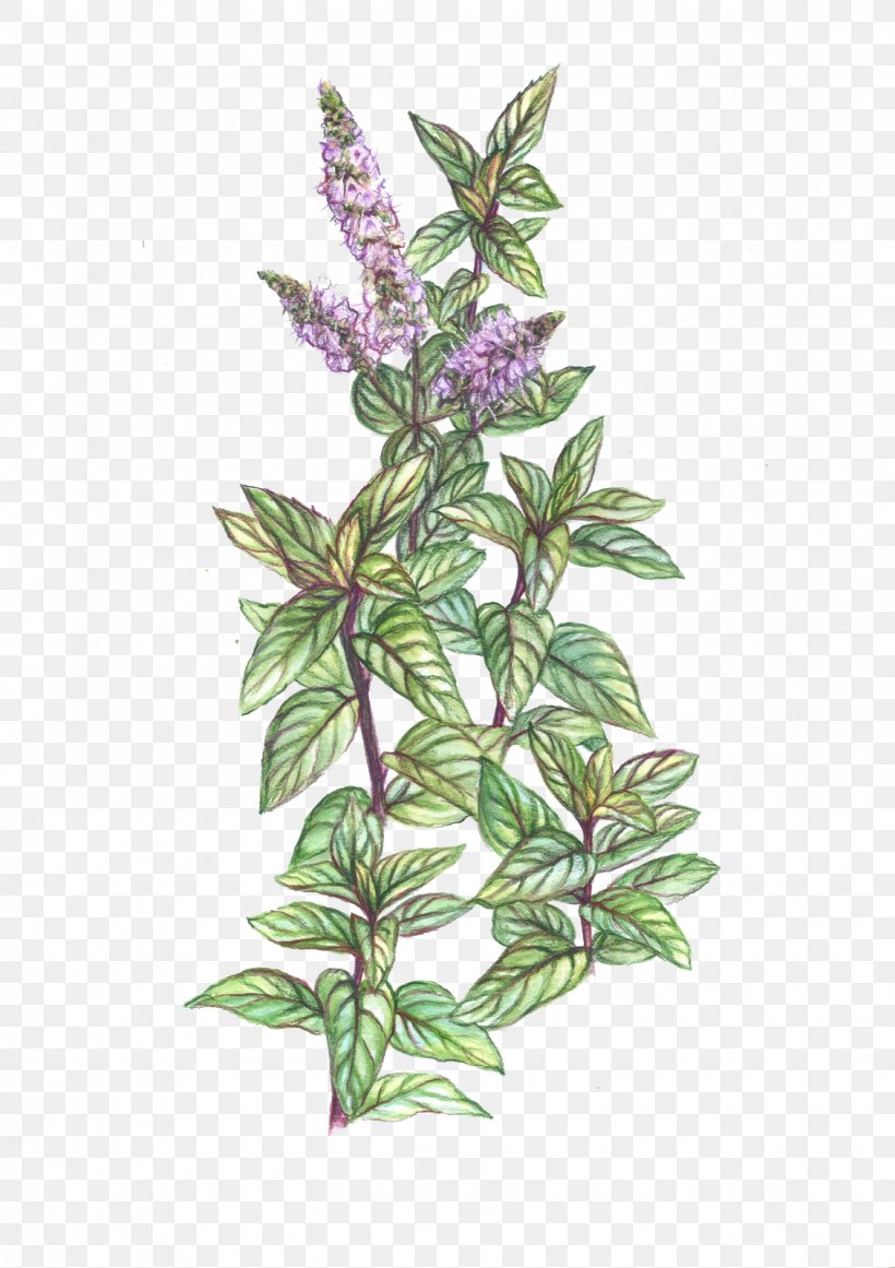 Peppermint Mentha Spicata Plant Herb Drawing, PNG, 1130x1600px, Peppermint, Botanical Illustration, Botany, Common Sage, Drawing Download Free