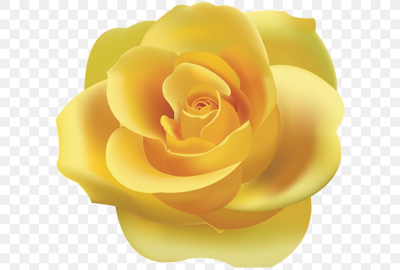 Rose Yellow Clip Art, PNG, 600x554px, Rose, Art Museum, Blog, Close Up, Color Download Free