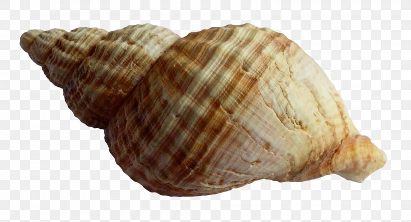 Seashell, PNG, 1900x1030px, Seashell, Animal Product, Clams Oysters Mussels And Scallops, Cockle, Conch Download Free