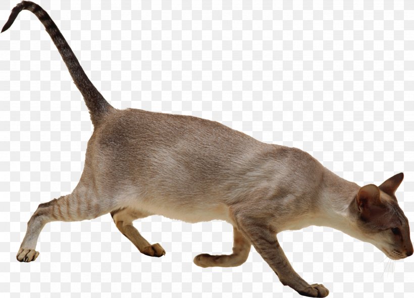 Siamese Cat Burmese Cat Felidae Sticker, PNG, 2556x1843px, Siamese Cat, Advertising, Burmese, Burmese Cat, Carnivoran Download Free