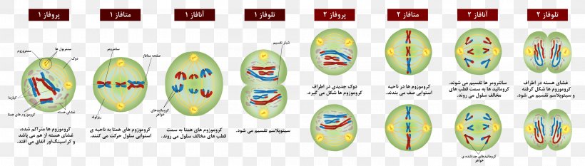 Meiosis Mitosis Cell Prophase Chromosome, PNG, 2809x800px, Meiosis, Anaphase, Cell, Cell Cycle, Cell Division Download Free