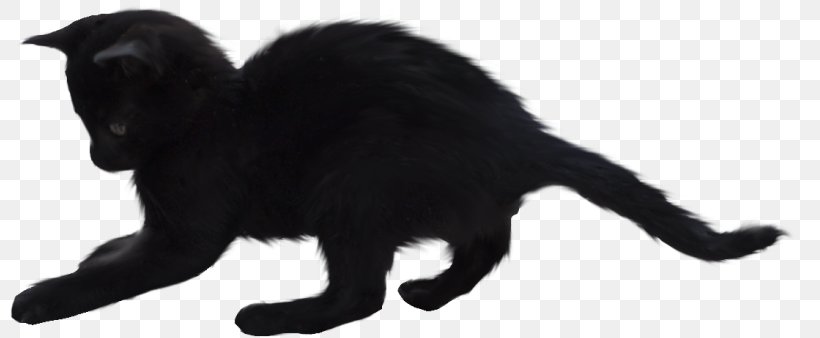 Black Cat Whiskers Domestic Short-haired Cat Kitten, PNG, 800x338px, Black Cat, Animal Figure, Black, Black And White, Bombay Download Free