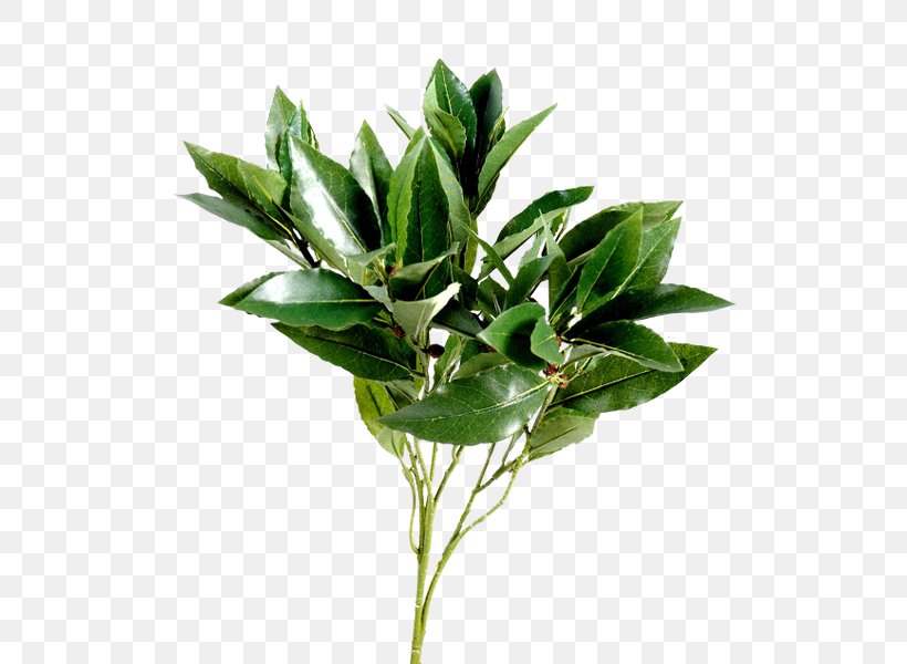 Leaf Bay Laurel Tree Shrub Branch, PNG, 567x600px, Leaf, Bay Laurel, Branch, Cherry Laurel, Evergreen Download Free