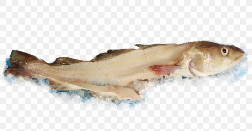 Whitefish Seafood Fish Products Atlantic Cod, PNG, 1150x600px, Fish, Also Holding, Animal Source Foods, Atlantic Cod, Atlantic Salmon Download Free