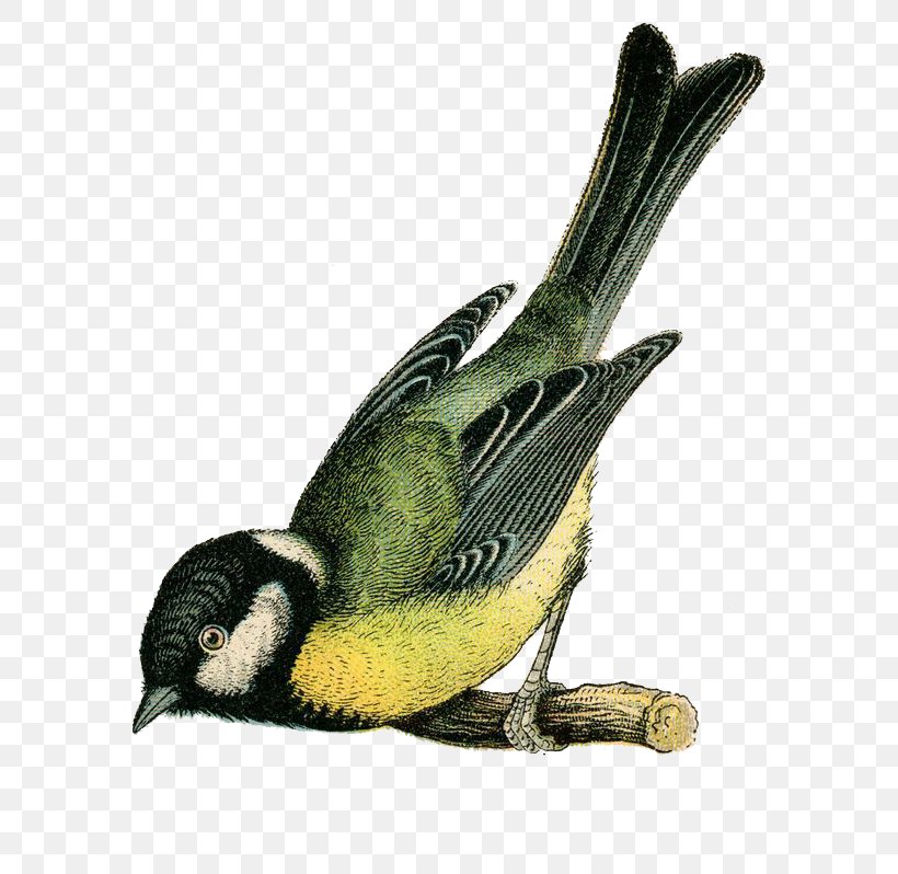 Bird Illustration, PNG, 736x798px, Bird, Antique, Art, Beak, Bird Egg Download Free