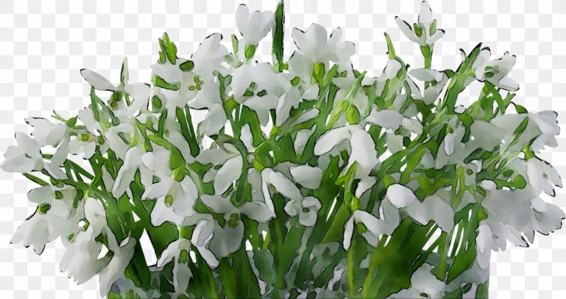 Floral Design Cut Flowers Snowdrop, PNG, 1237x654px, Floral Design, Bellflower, Bellflower Family, Bouquet, Cut Flowers Download Free
