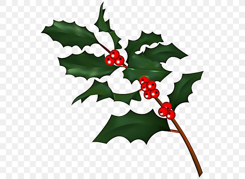 Holly, PNG, 557x600px, Holly, American Holly, Flower, Flowering Plant, Hollyleaf Cherry Download Free