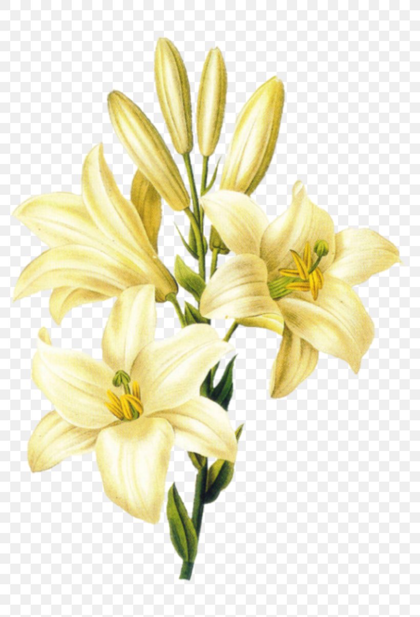 Madonna Lily Flower Easter Lily Lily 'Stargazer' Drawing, PNG, 800x1204px, Madonna Lily, Art, Cut Flowers, Daylily, Drawing Download Free