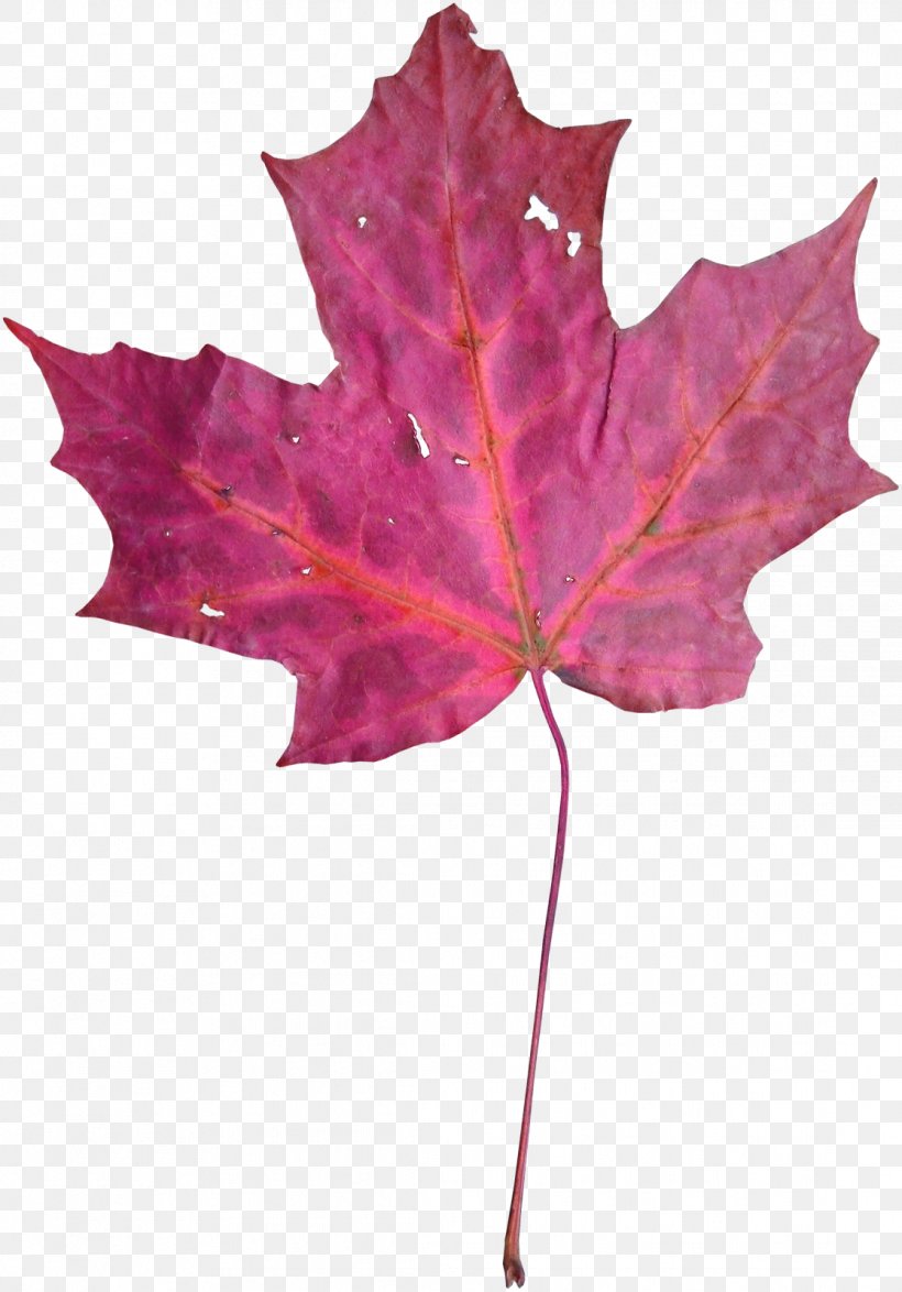 Maple Leaf Violet Euclidean Vector, PNG, 1116x1598px, Maple Leaf, Autumn Leaf Color, Concepteur, Flowering Plant, Gratis Download Free