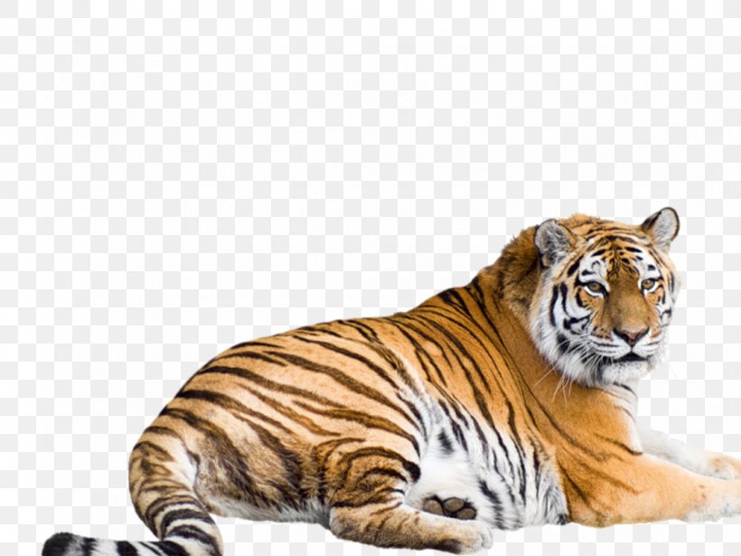 Siberian Tiger Bengal Tiger Malayan Tiger Sumatran Tiger South China Tiger, PNG, 1072x804px, Siberian Tiger, Animal, Asia Tiger, Bengal Tiger, Big Cats Download Free