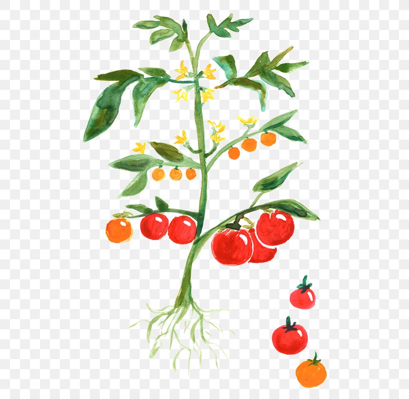 Tomato Plant Vegetable Cherry Potato, PNG, 512x800px, Tomato, Branch, Cherry, Flower, Flowering Plant Download Free