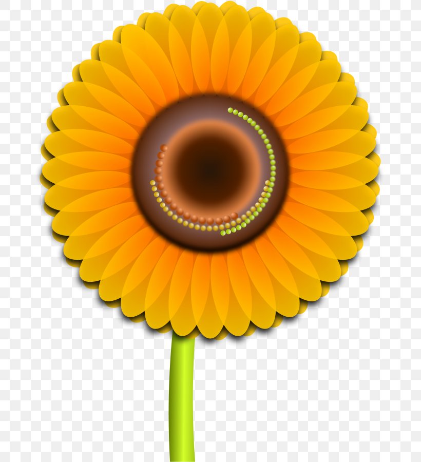 Common Sunflower Clip Art, PNG, 687x900px, Common Sunflower, Art, Asterales, Close Up, Daisy Download Free