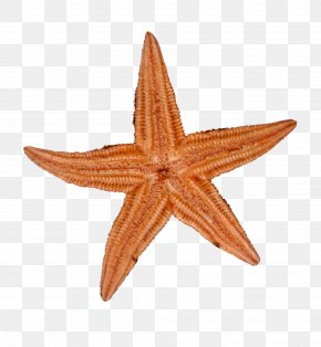 Yellow Starfish - Starfish PNG