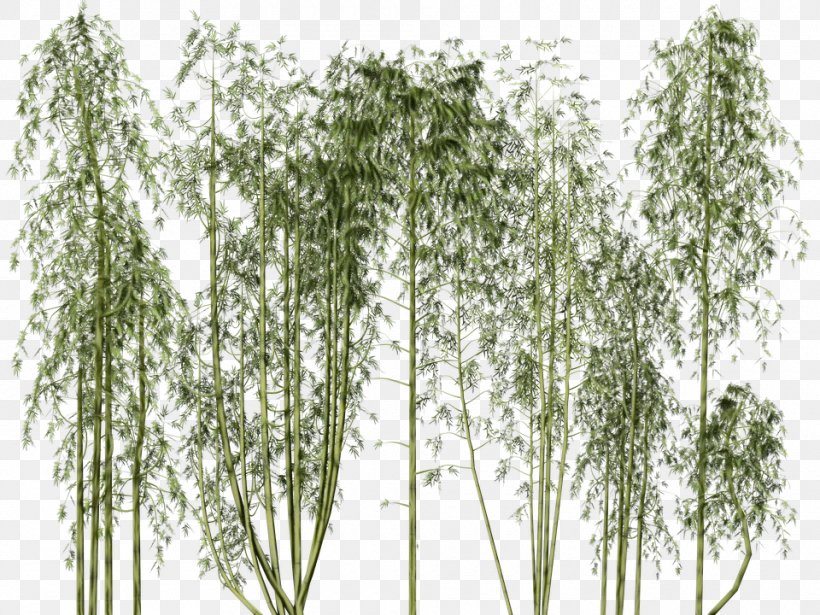 Tree Plant Woody Plant Grass Grass Family, PNG, 960x720px, Watercolor, Birch, Canoe Birch, Flowering Plant, Grass Download Free