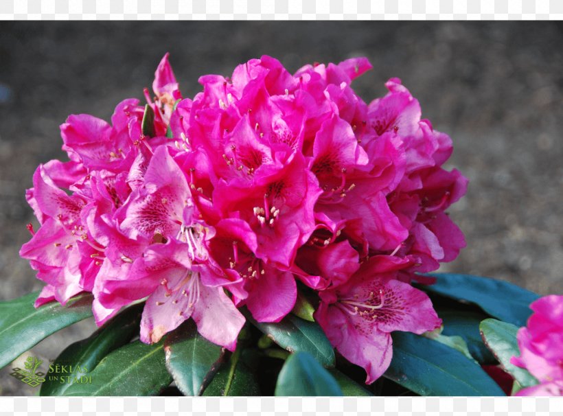Azalea Rhododendron Pink M Annual Plant Herbaceous Plant, PNG, 1000x740px, Azalea, Annual Plant, Flower, Flowering Plant, Herbaceous Plant Download Free