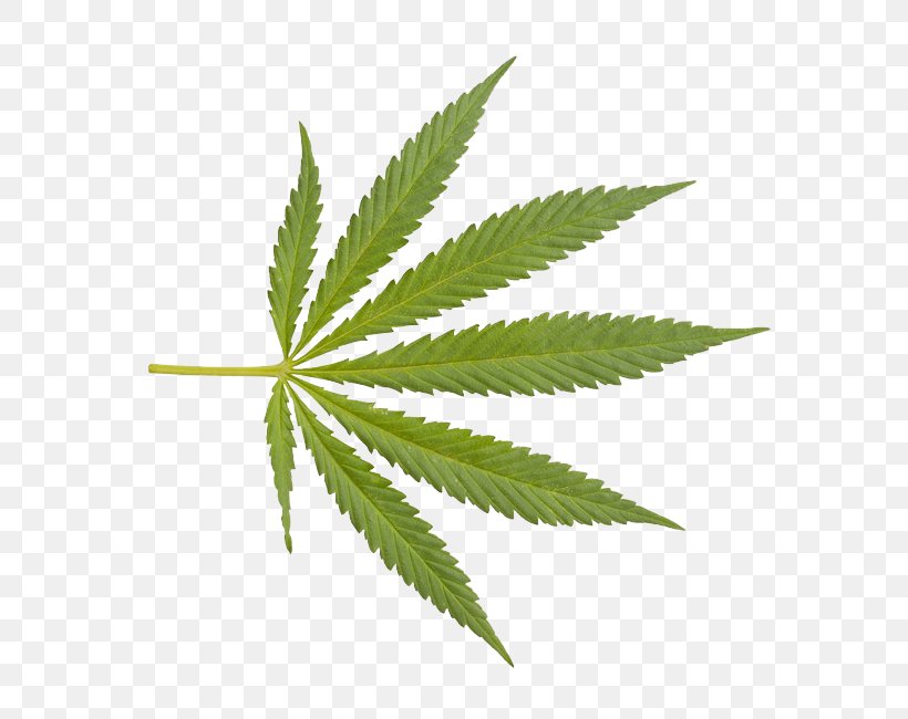 Cannabis Sativa Drug Clip Art, PNG, 651x650px, 420 Day, Cannabis, Cannabis Sativa, Chillum, Drug Download Free