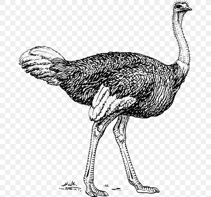 Common Ostrich Bird Emu Clip Art, PNG, 675x766px, Common Ostrich, Animal, Art, Beak, Bird Download Free