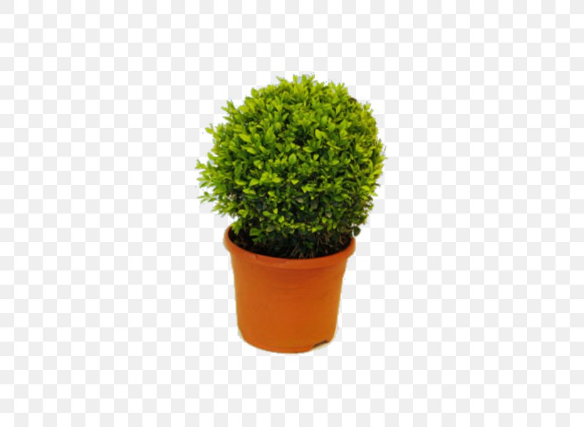 Flowerpot Shrub Evergreen Houseplant Tree, PNG, 600x600px, Flowerpot, Evergreen, Grass, Herb, Houseplant Download Free