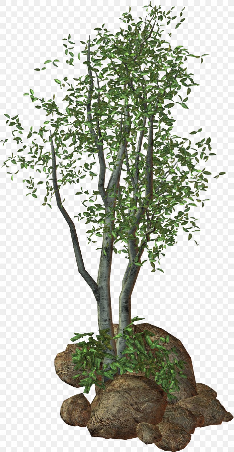 Treelet Shrub Plant, PNG, 1100x2118px, Tree, Bonsai, Branch, Computer Software, Flowerpot Download Free