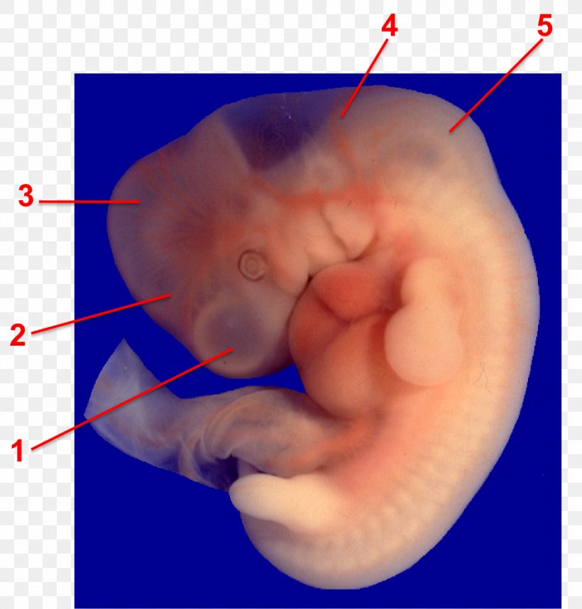 Vesículas Encefálicas Primarias Embryo Embriologia Humana Brain Developmental Biology, PNG, 939x983px, Watercolor, Cartoon, Flower, Frame, Heart Download Free