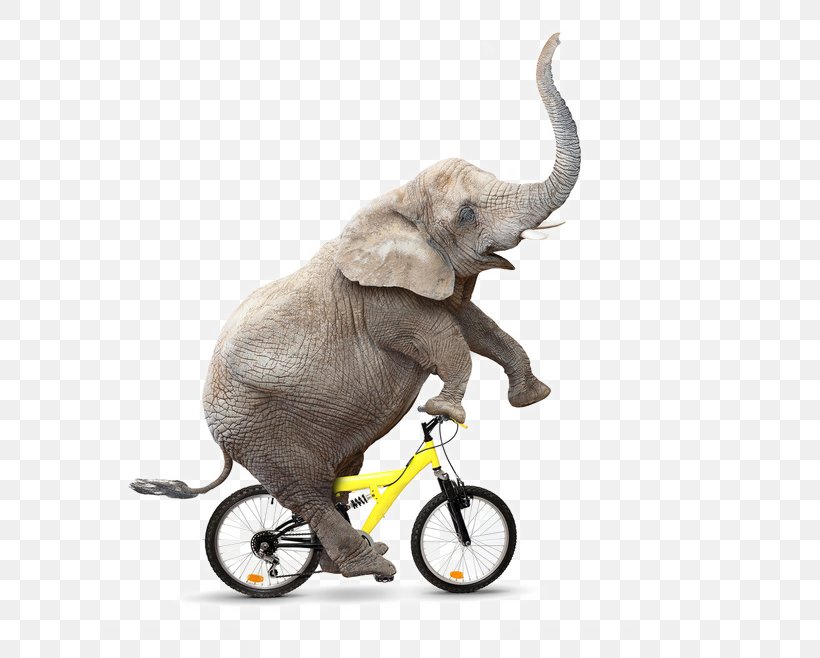 African Bush Elephant Bicycle Cycling Royalty-free, PNG, 658x658px, African Bush Elephant, Abike, African Elephant, Bicycle, Bicycle Safety Download Free