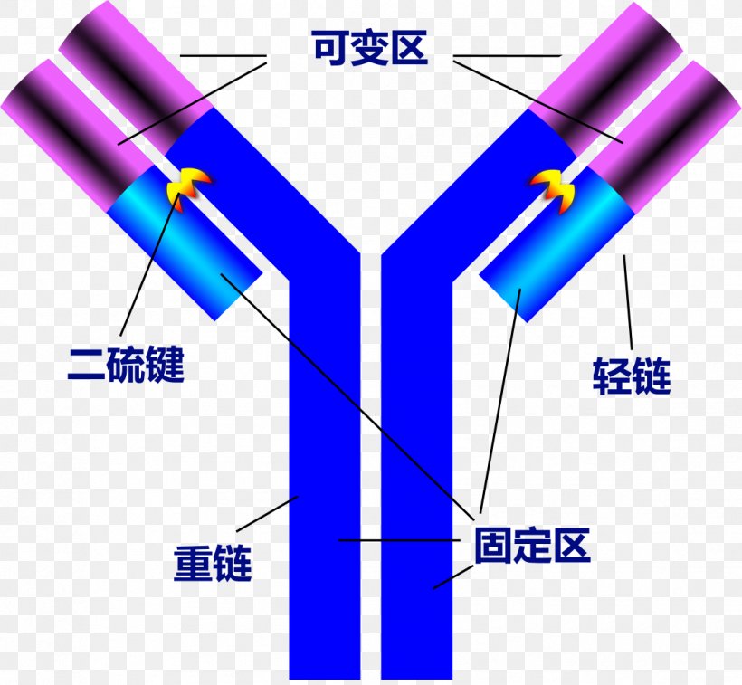 Antibody Antigen Structure Immunity Protein, PNG, 1109x1024px, Antibody, Antigen, Antigenantibody Interaction, Area, Blood Type Download Free