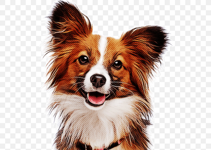 Dog Papillon Companion Dog Snout Spaniel, PNG, 565x585px, Dog, Companion Dog, Ear, Papillon, Puppy Download Free