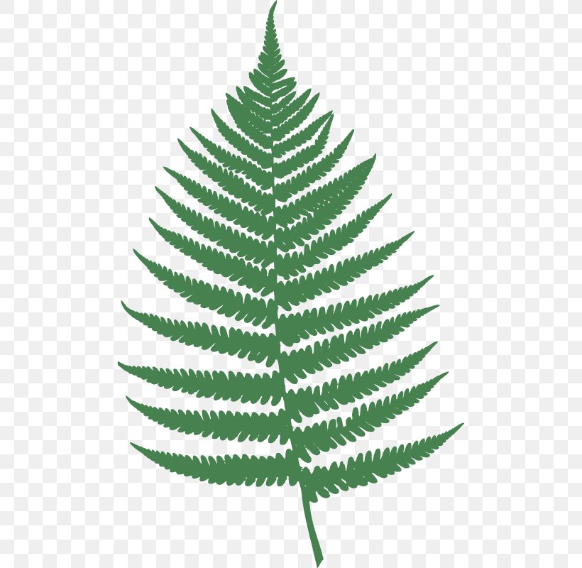 Fern Leaf Burknar Clip Art, PNG, 800x800px, Fern, Art, Barnsley Fern, Burknar, Christmas Tree Download Free