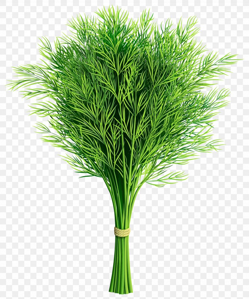 Grass Green Plant White Pine Leaf, PNG, 2494x3000px, Watercolor, Flower, Grass, Grass Family, Green Download Free