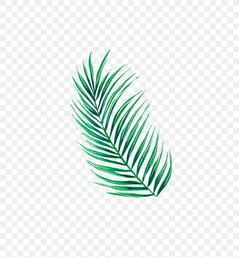 Leaf Line Tree, PNG, 510x885px, Leaf, Feather, Grass, Green, Plant Download Free