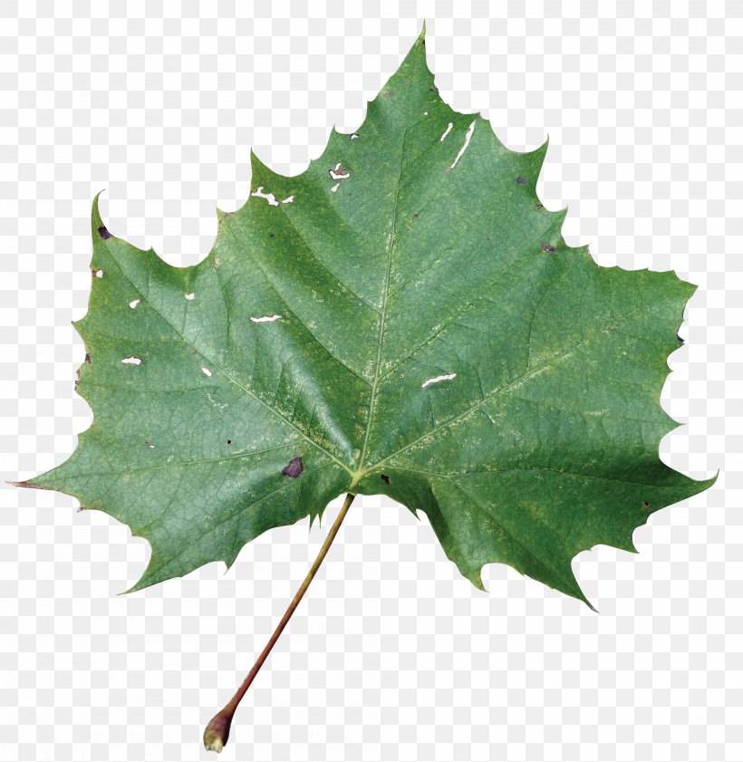 American Sycamore Sycamore Maple Leaf Beach Rose American Sweetgum, PNG, 2000x2052px, American Sycamore, American Sweetgum, Autumn Leaf Color, Beach Rose, Dicotyledon Download Free
