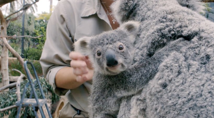 Baby Koalas Outback San Diego Zoo Great Plains Zoo, PNG, 1477x819px, Koala, Animal, Australian Koala Foundation, Baby Koalas, Cuteness Download Free