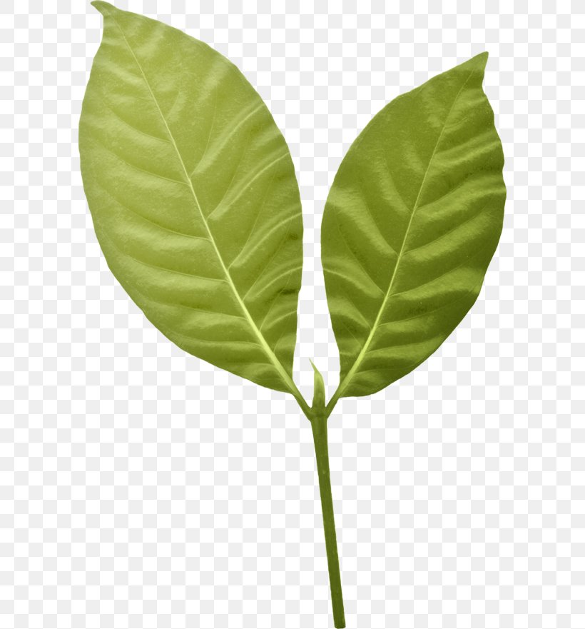 Leaf Plant Stem, PNG, 600x881px, Leaf, Plant, Plant Stem Download Free
