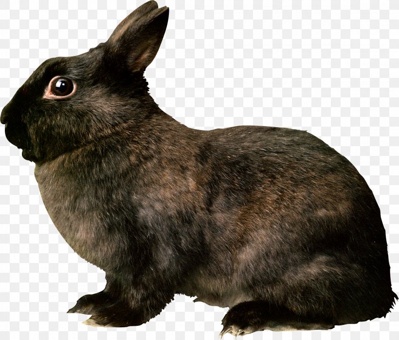 Rodent Hare Rat Rabbit Cat, PNG, 2300x1960px, Domestic Rabbit, Animal, Animal Shelter, Breed, Breeder Download Free
