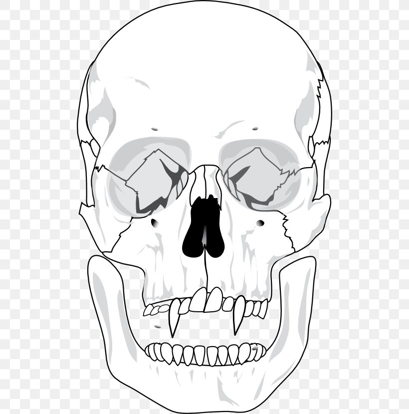 Skull Human Skeleton Anatomy Bone, PNG, 512x830px, Watercolor, Cartoon, Flower, Frame, Heart Download Free