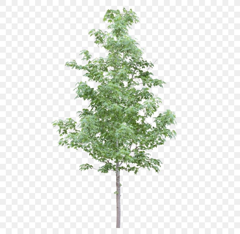 Adobe Photoshop Elements Tree Psd, PNG, 483x800px, Tree, Adobe Photoshop Elements, Adobe Premiere Pro, Adobe Systems, American Sycamore Download Free