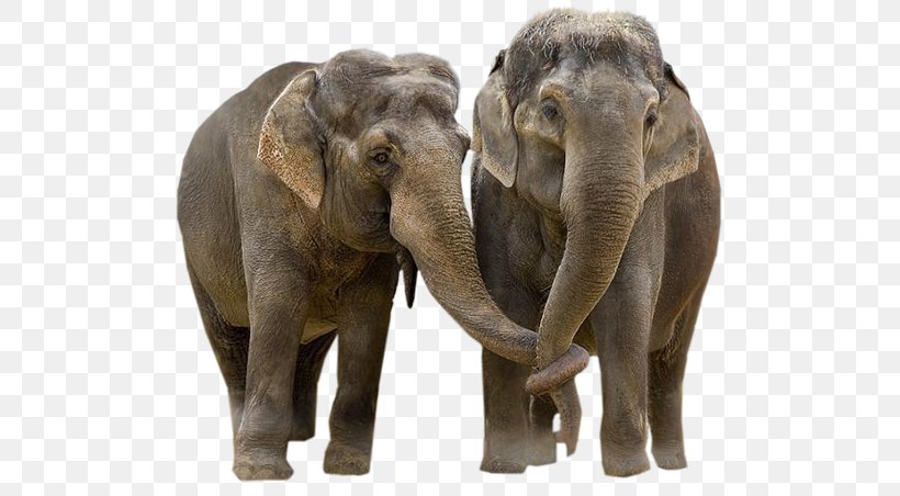 African Elephant Asian Elephant Elephantidae Desktop Wallpaper Tusk, PNG,  600x452px, African Elephant, Animal, Asian Elephant, Blind