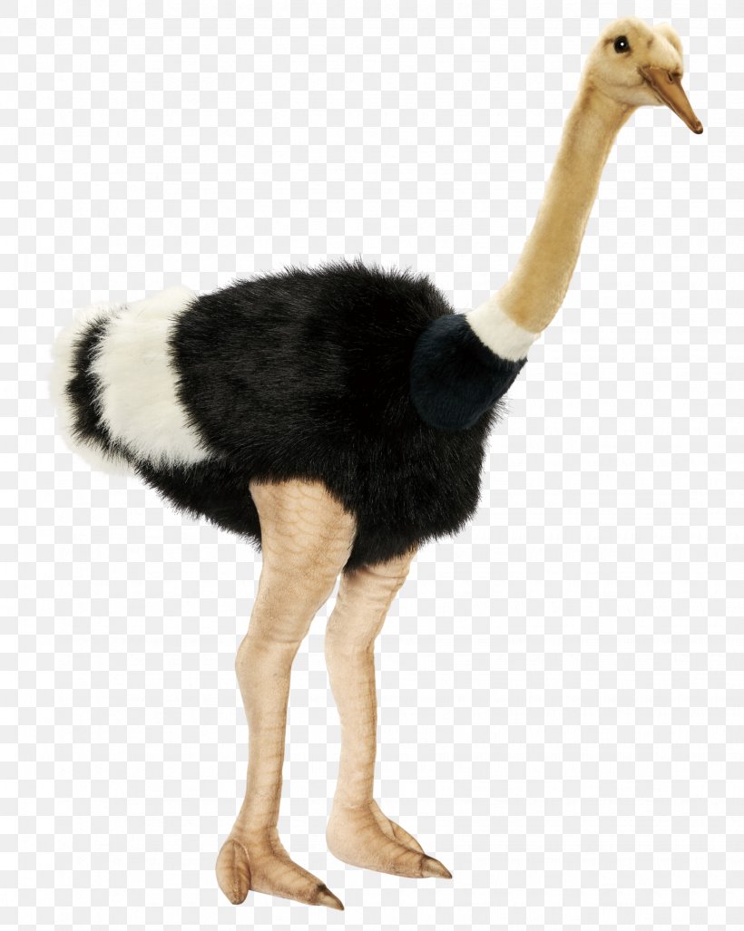 Common Ostrich Alpha Compositing Transparency And Translucency, PNG, 1635x2048px, Common Ostrich, Alpha Compositing, Beak, Bird, Flightless Bird Download Free