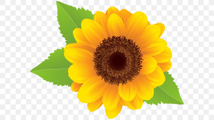 Common Sunflower Clip Art, PNG, 600x460px, Common Sunflower, Annual Plant, Computer Graphics, Daisy Family, Document Download Free