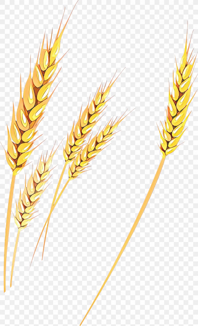 Emmer Einkorn Wheat Triticale Cereal Germ Rye, PNG, 1825x3000px, Emmer, Barley, Barleys, Cereal, Cereal Germ Download Free